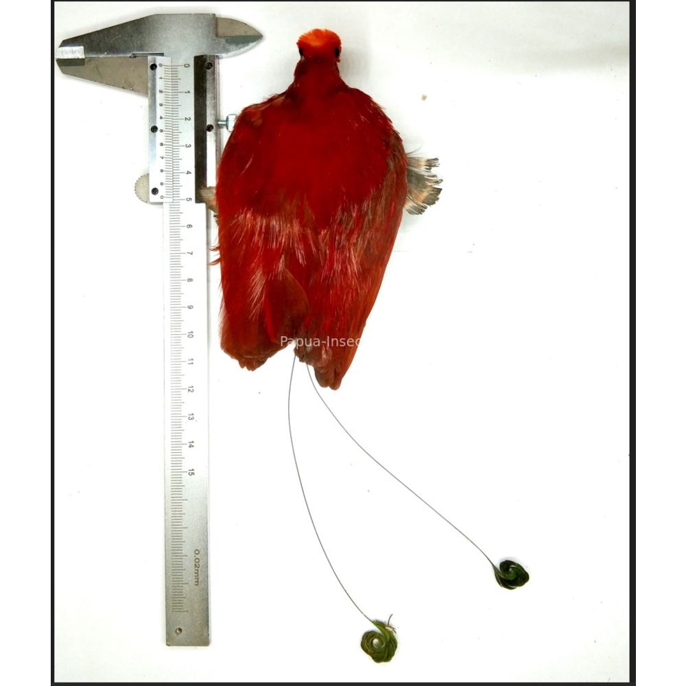 Cicinnurus regius male dryed skin for taxidermy from Merauke province, West Papua, Indonesia