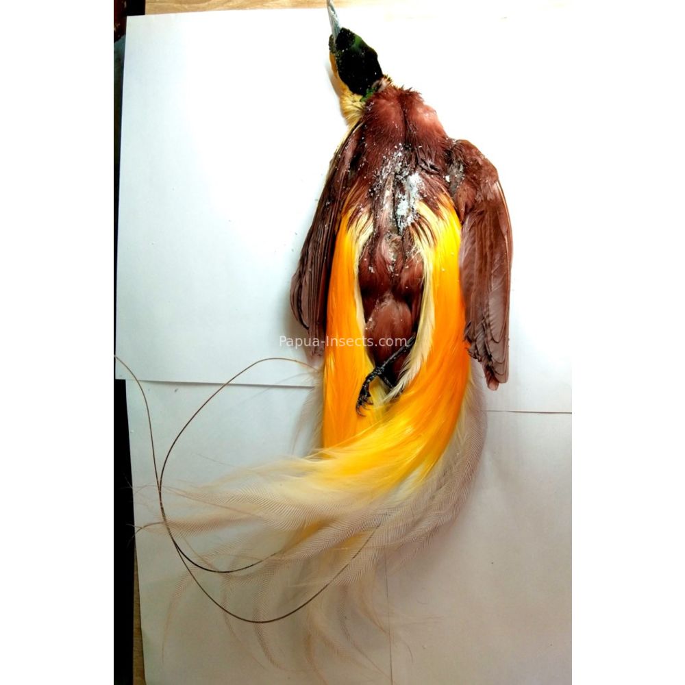 Lesser bird-of-paradise - Paradisaea minor salted bird skin for taxidermy from West Papua, Indonesia