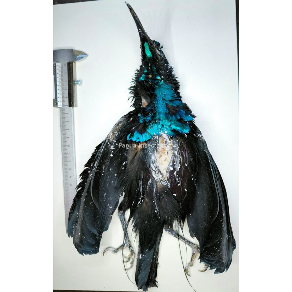 Ptiloris magnificus - Magnificent Riflebird - salted skin from West Papua, Indonesia VERY RARE