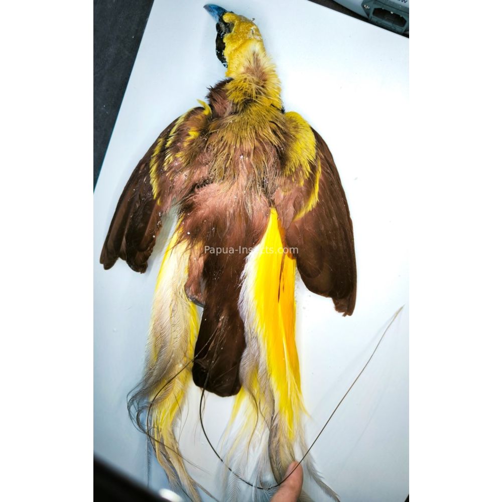 Lesser bird-of-paradise - Paradisaea minor salted bird skin for taxidermy from West Papua, Indonesia