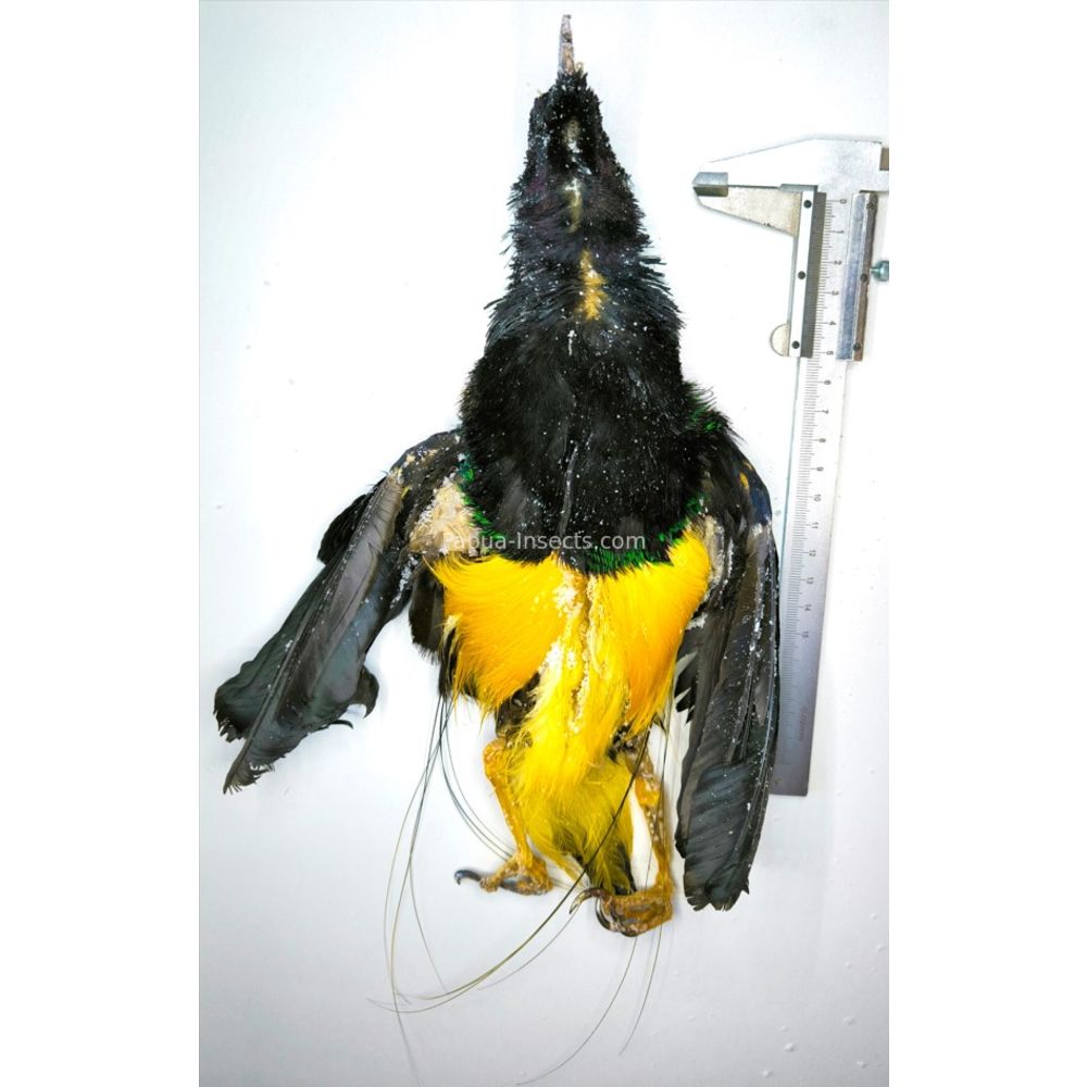 Twelve wired Bird - Seleucidis melanoleuca salted skin from Papua Indonesia RARE