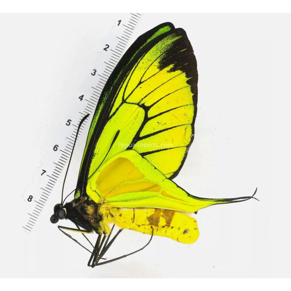 Ornithoptera paradisea borchi from Jayapura province, West Papua, Indonesia