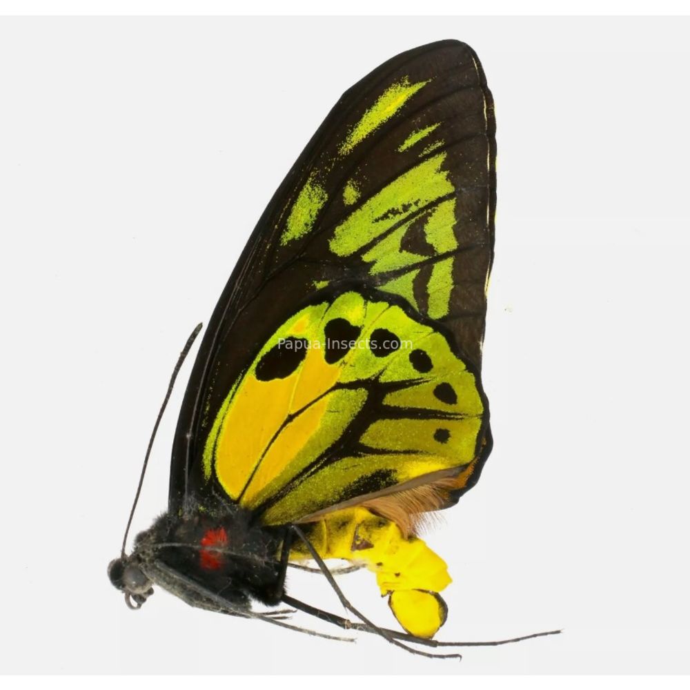 Ornithoptera croesus lydius from Halmahera island, Indonesia