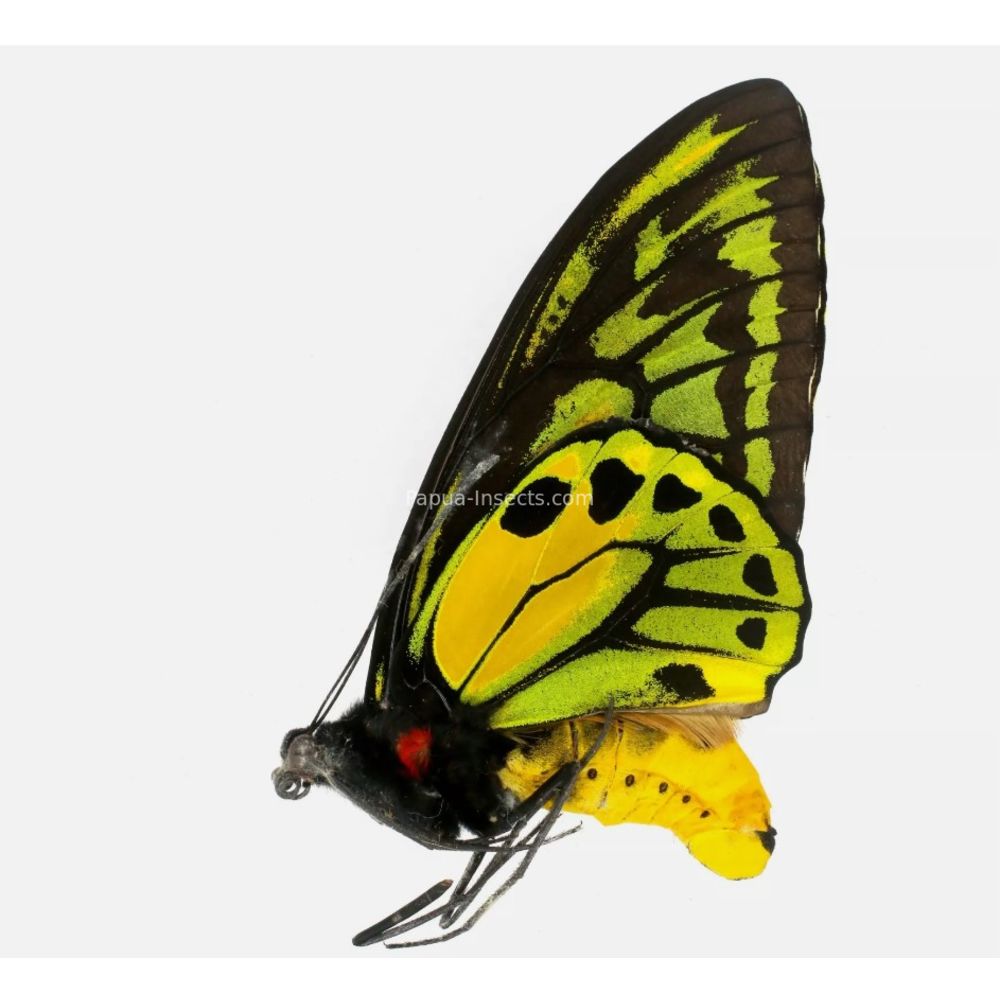 Ornithoptera croesus lydius from Halmahera island, Indonesia