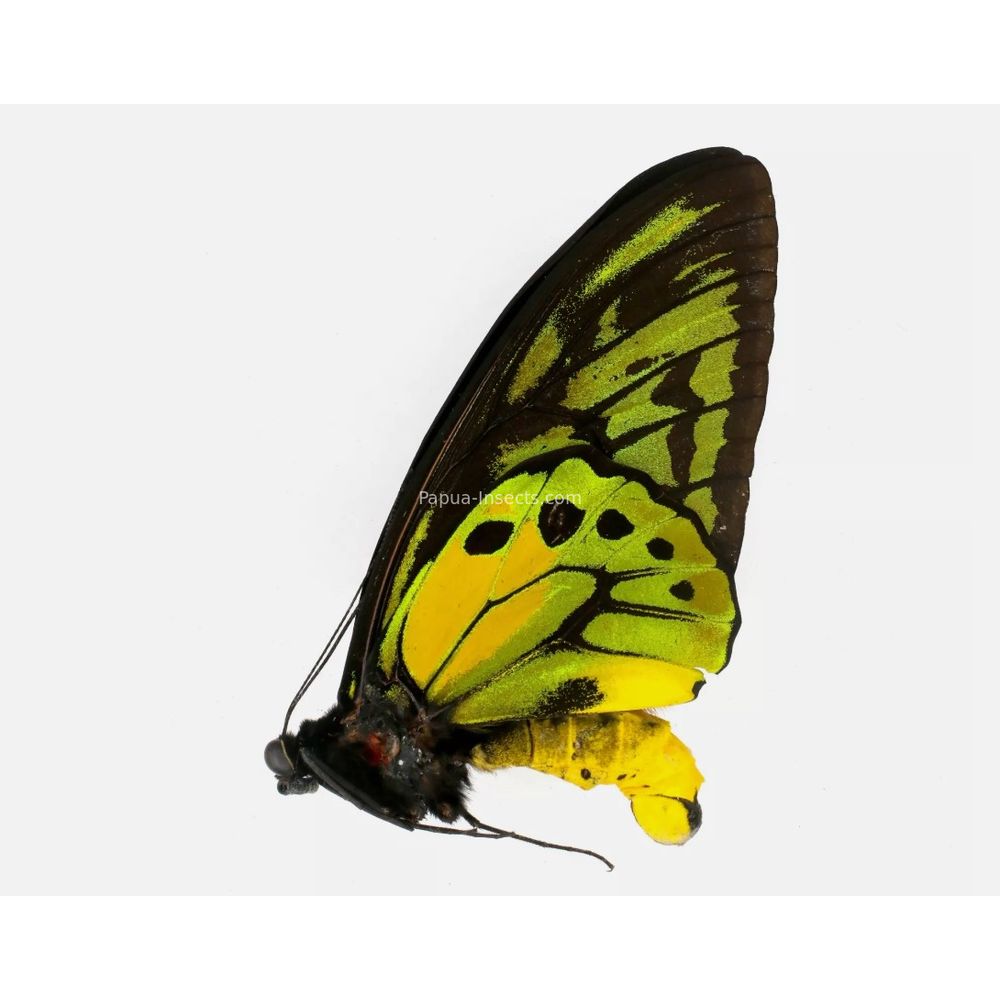 Ornithoptera croesus lydius from Halmahera island, Indonesia