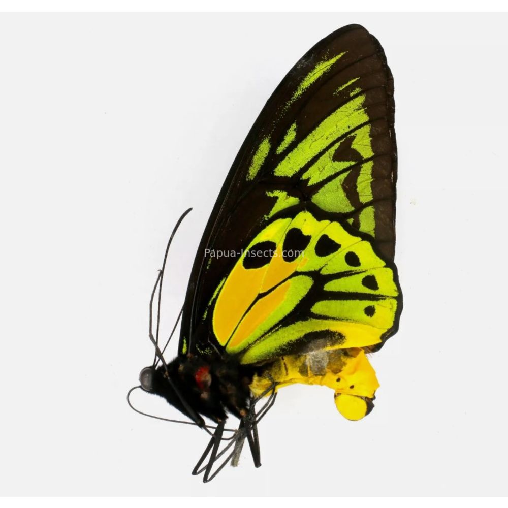 Ornithoptera croesus lydius from Halmahera island, Indonesia