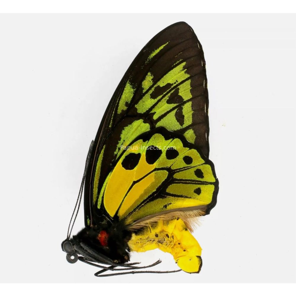 Ornithoptera croesus lydius from Halmahera island, Indonesia