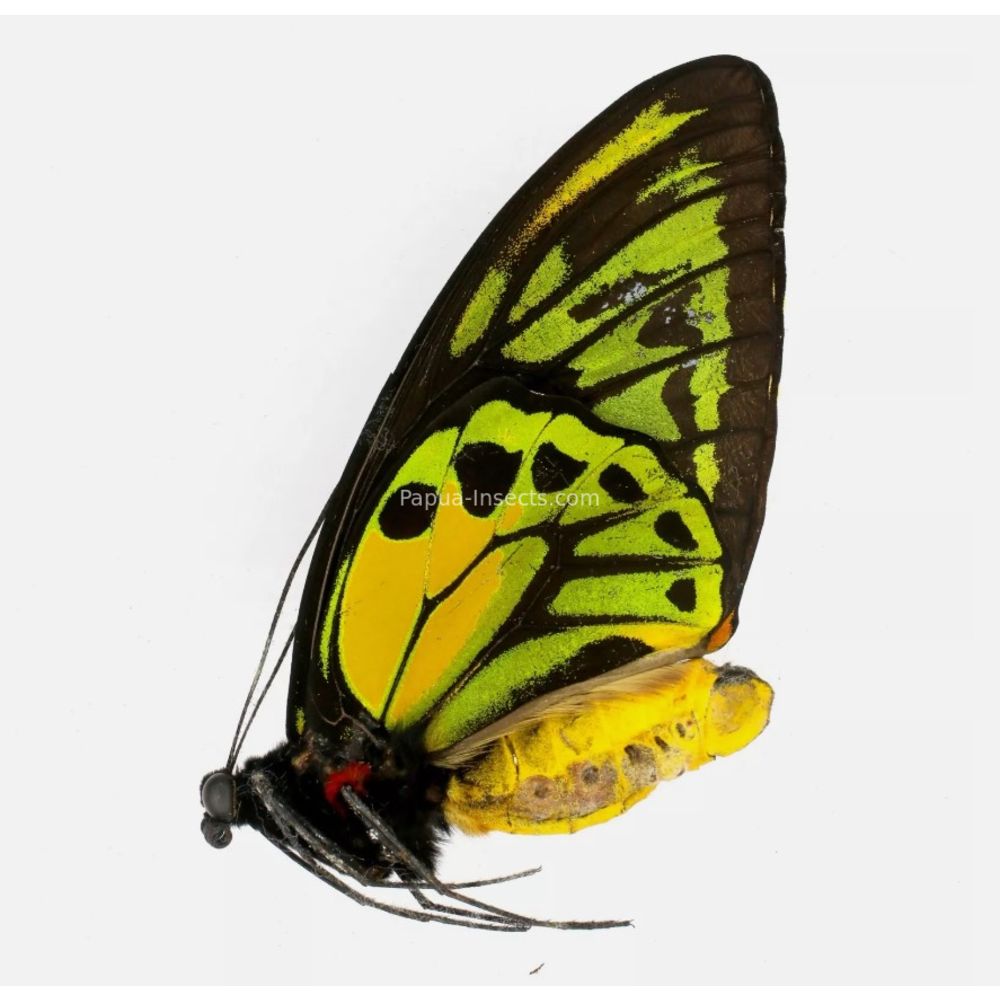 Ornithoptera croesus lydius from Halmahera island, Indonesia