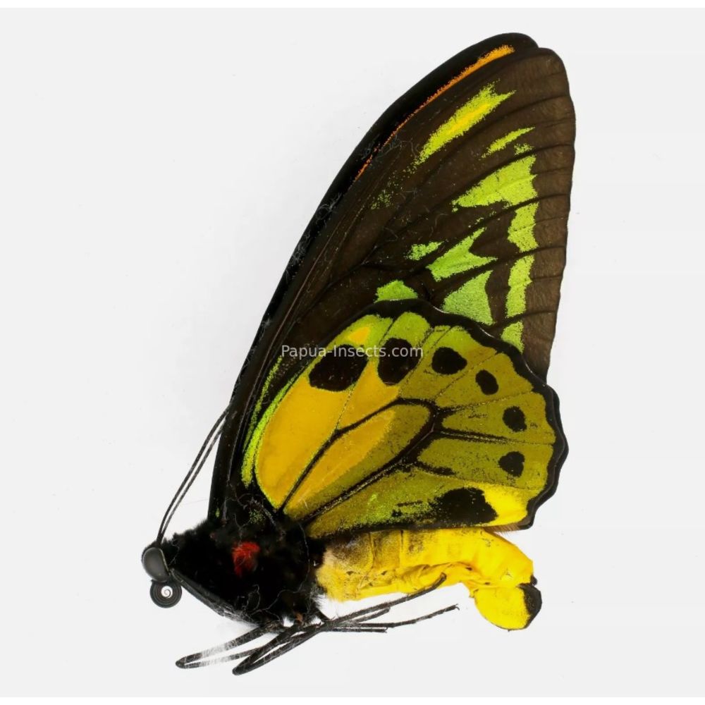 Ornithoptera croesus lydius from Halmahera island, Indonesia