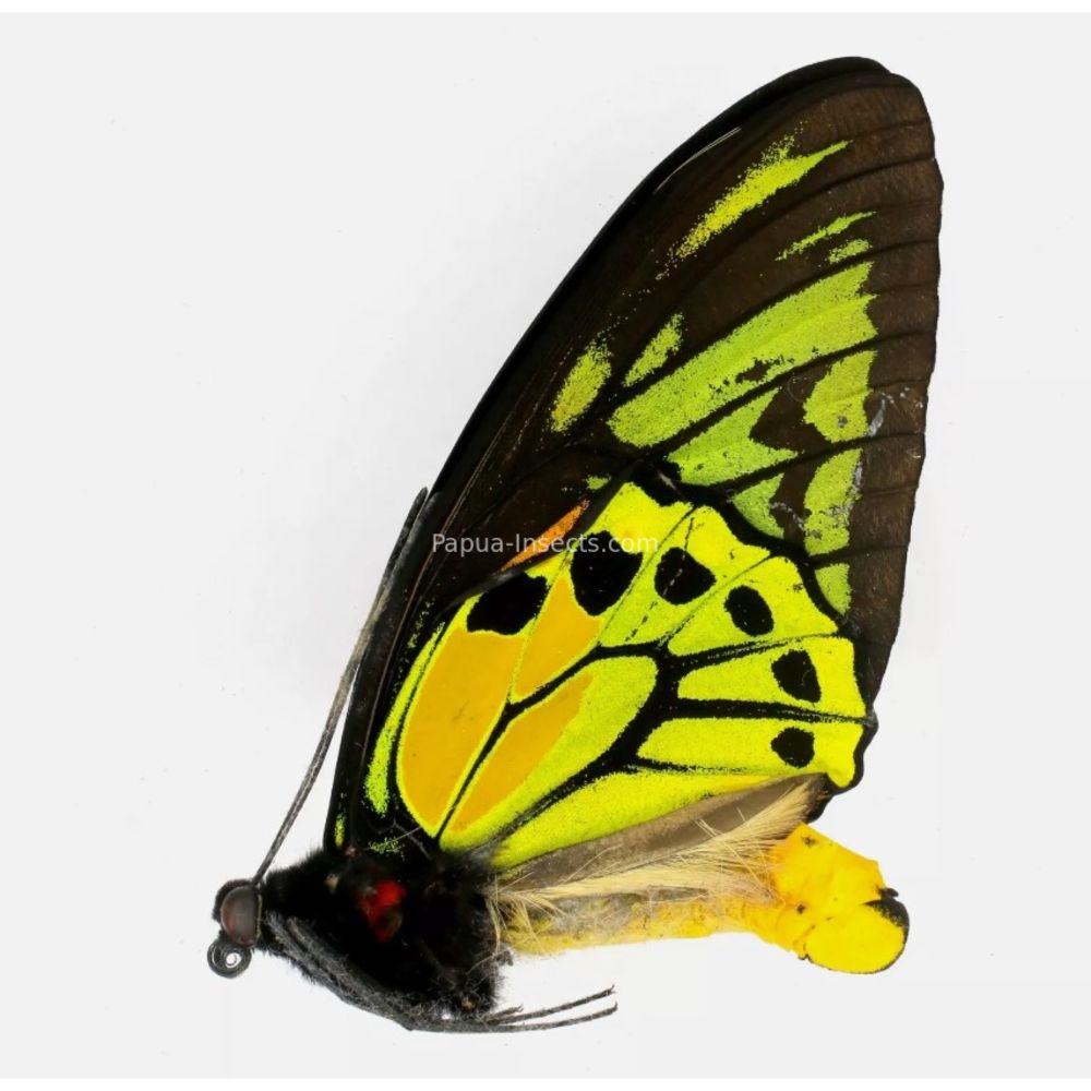 Ornithoptera croesus lydius from Halmahera island, Indonesia