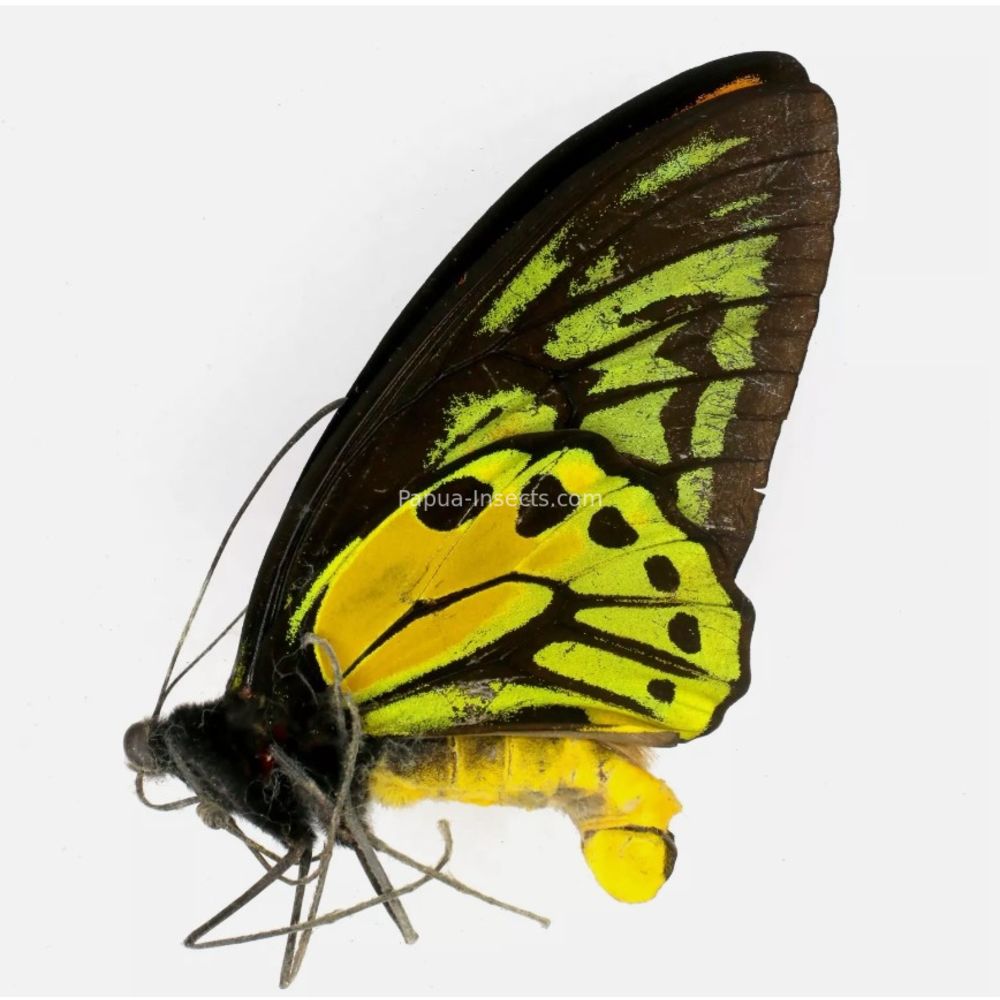 Ornithoptera croesus lydius from Halmahera island, Indonesia