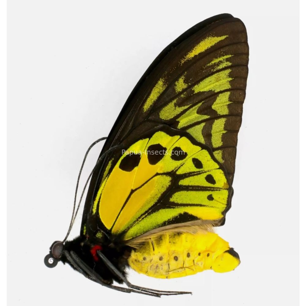 Ornithoptera croesus lydius from Halmahera island, Indonesia