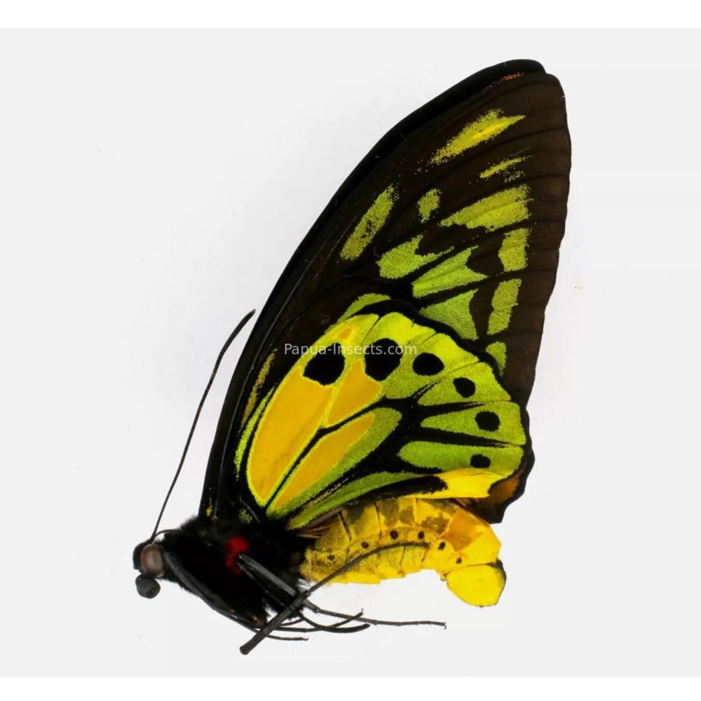 Ornithoptera croesus lydius from Halmahera island, Indonesia