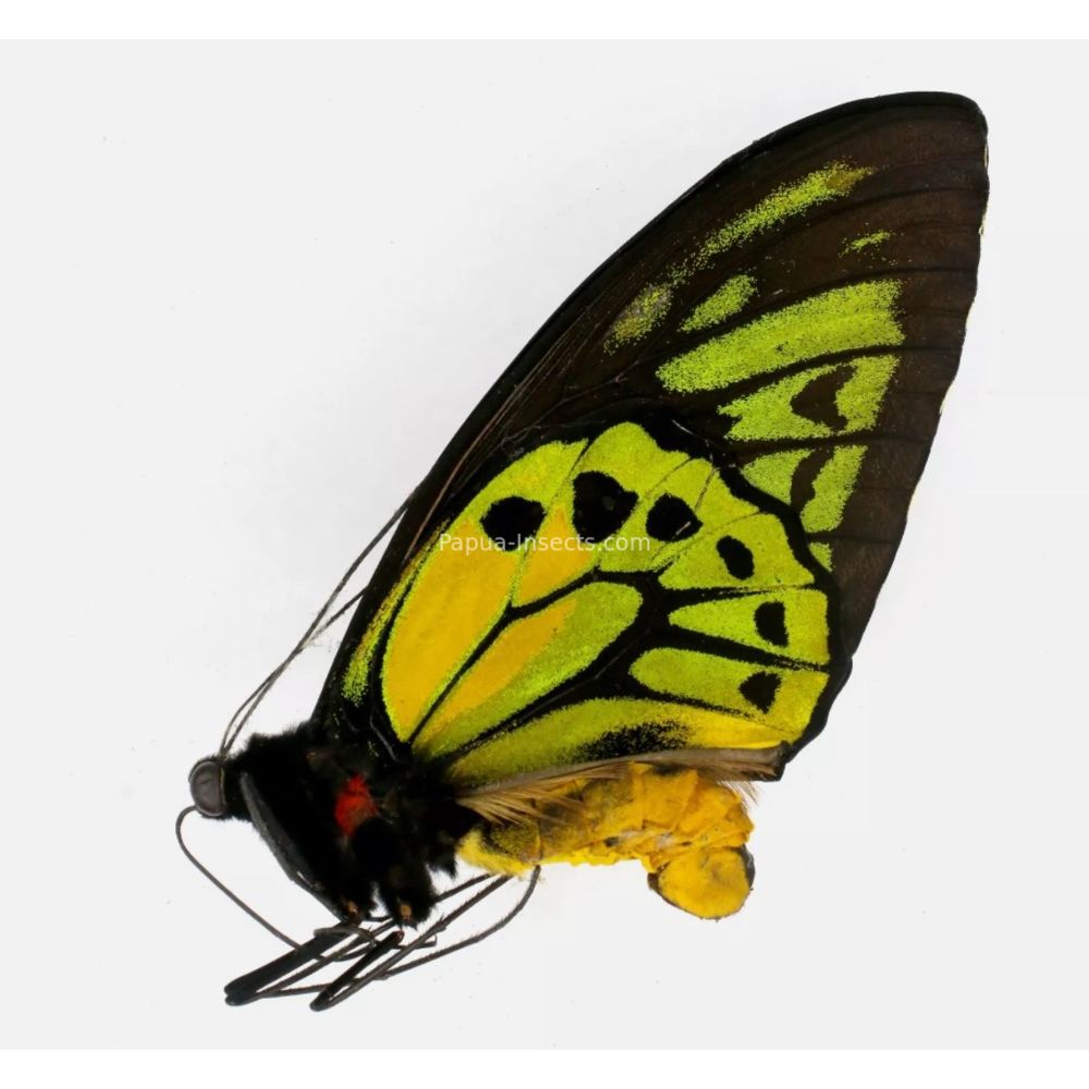 Ornithoptera croesus lydius from Halmahera island, Indonesia