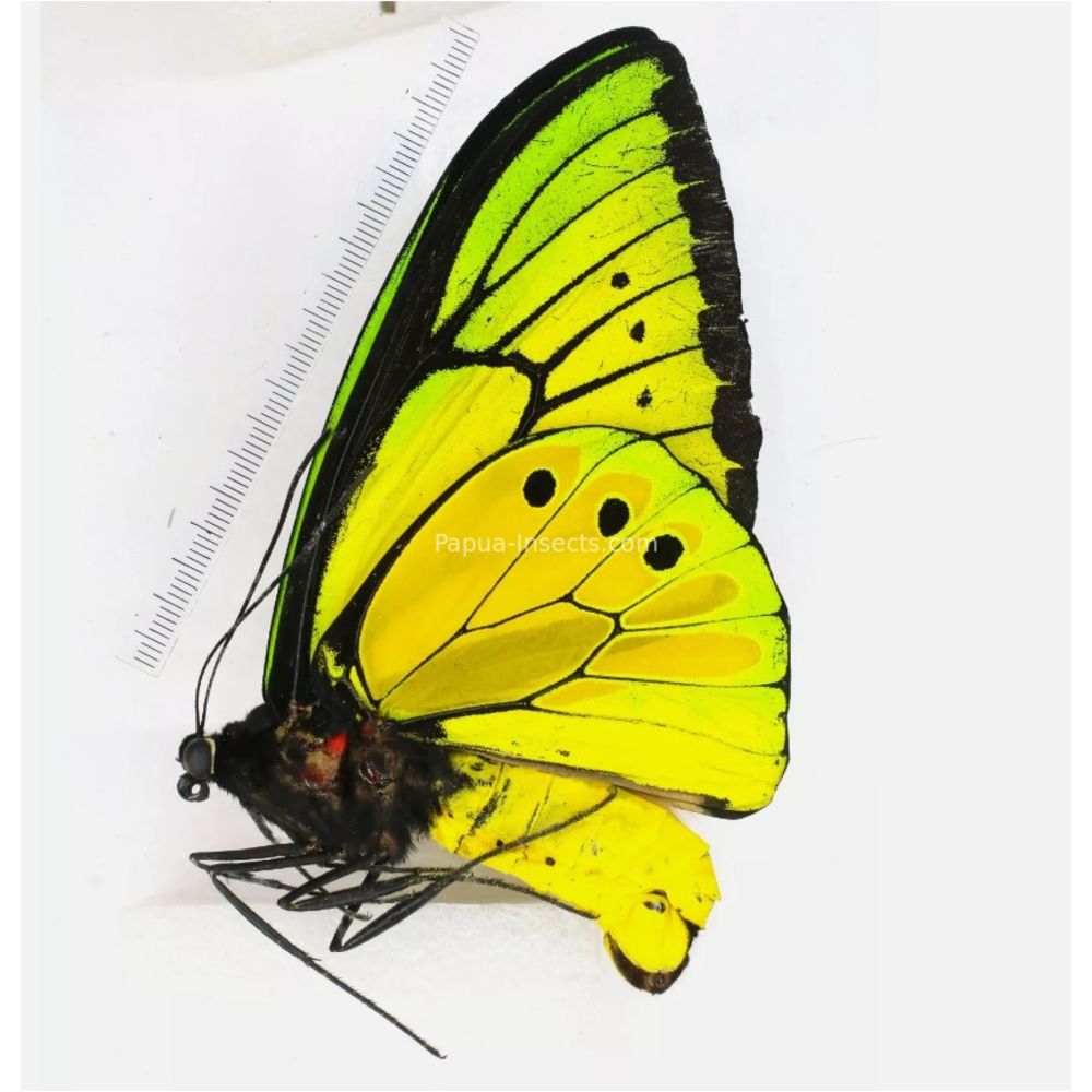 Ornithoptera goliath supremus from Jayapura province, West Papua, Indonesia