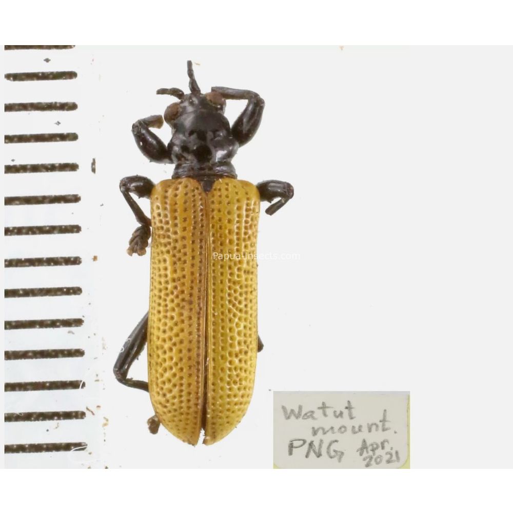 Chrysomelidae different sp. from West Papua, Indonesia, PNG, Papua New Guinea