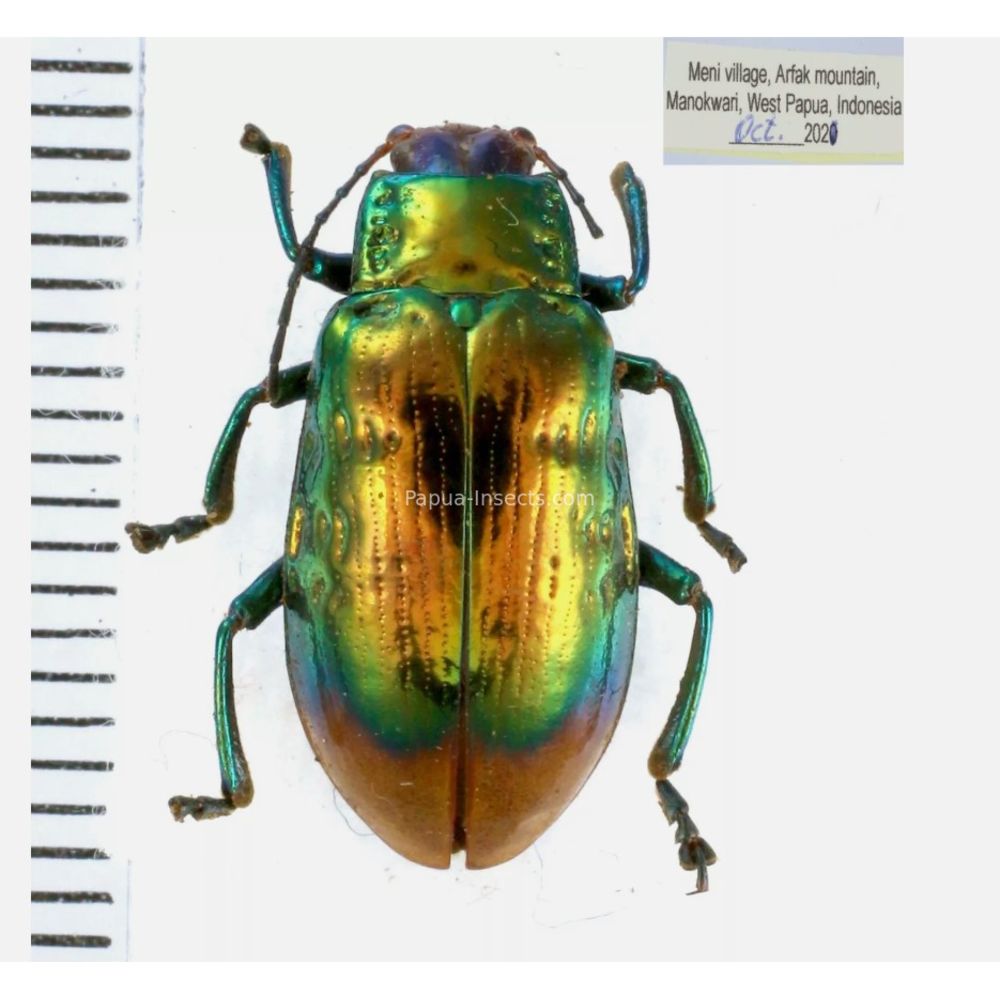 Chrysomelidae different sp. from West Papua, Indonesia, PNG, Papua New Guinea