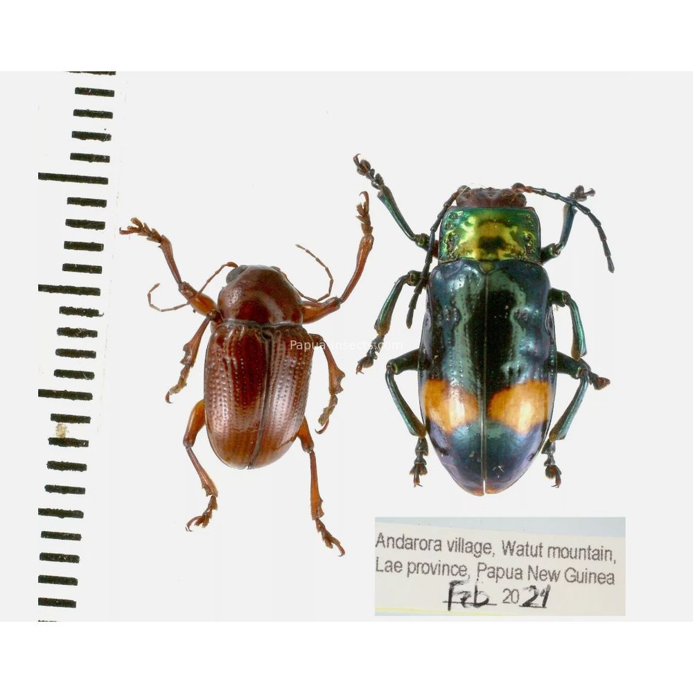 Chrysomelidae different sp. from West Papua, Indonesia, PNG, Papua New Guinea