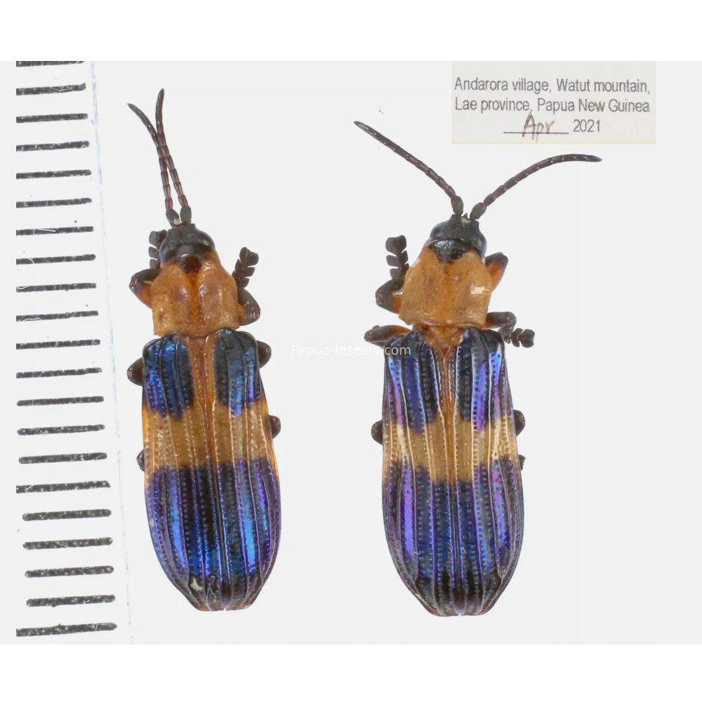 Chrysomelidae different sp. from West Papua, Indonesia, PNG, Papua New Guinea