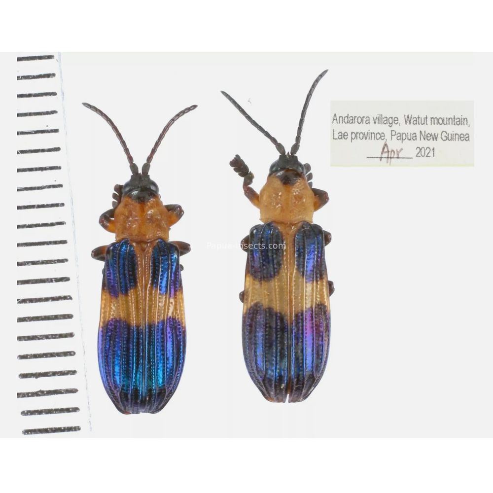 Chrysomelidae different sp. from West Papua, Indonesia, PNG, Papua New Guinea