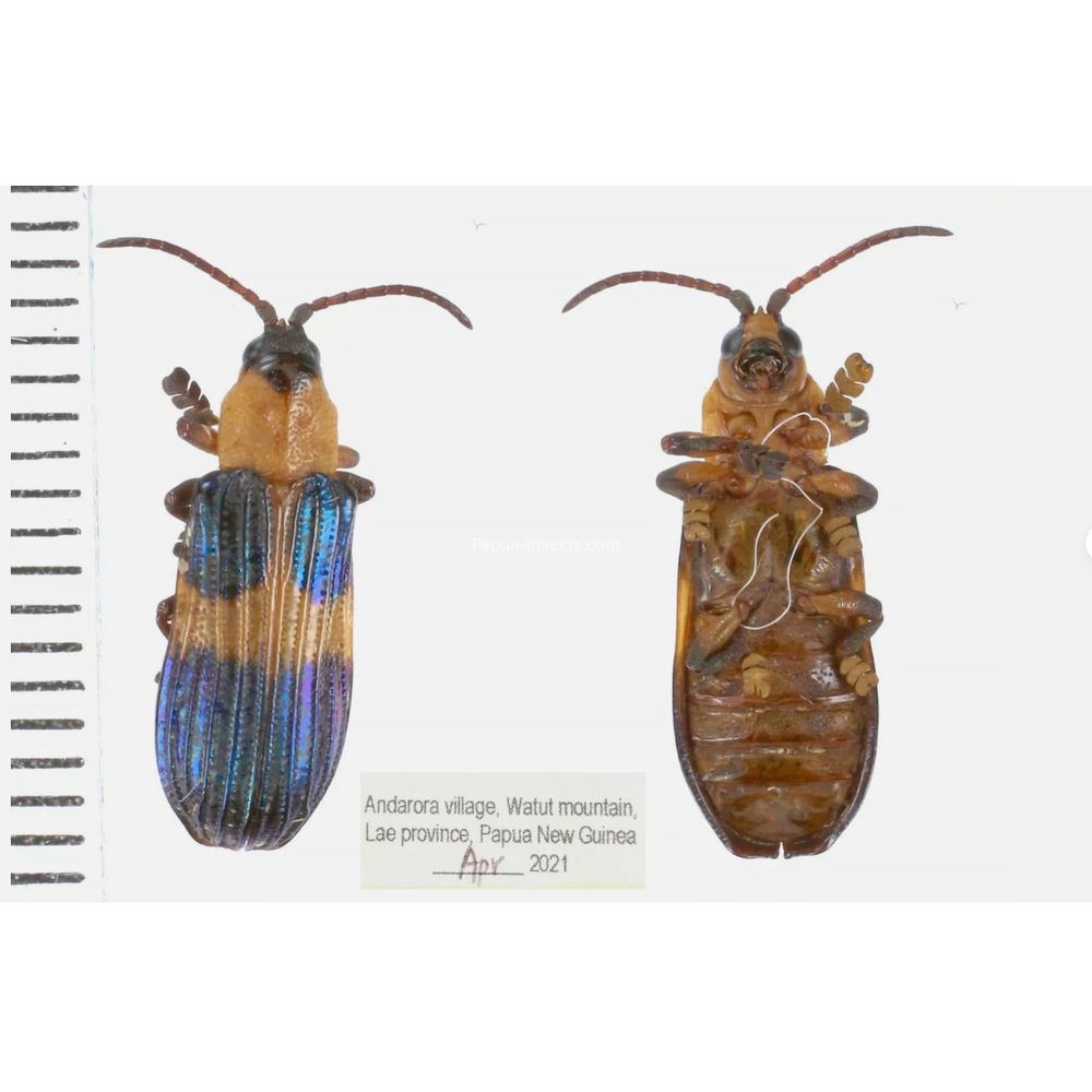 Chrysomelidae different sp. from West Papua, Indonesia, PNG, Papua New Guinea