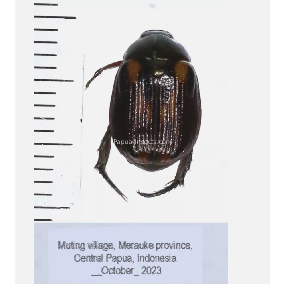 Chrysomelidae different sp. from West Papua, Indonesia, PNG, Papua New Guinea