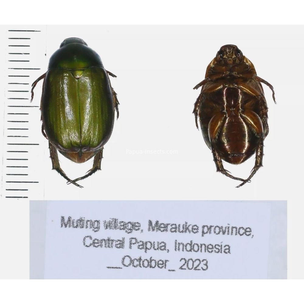 Chrysomelidae different sp. from West Papua, Indonesia, PNG, Papua New Guinea