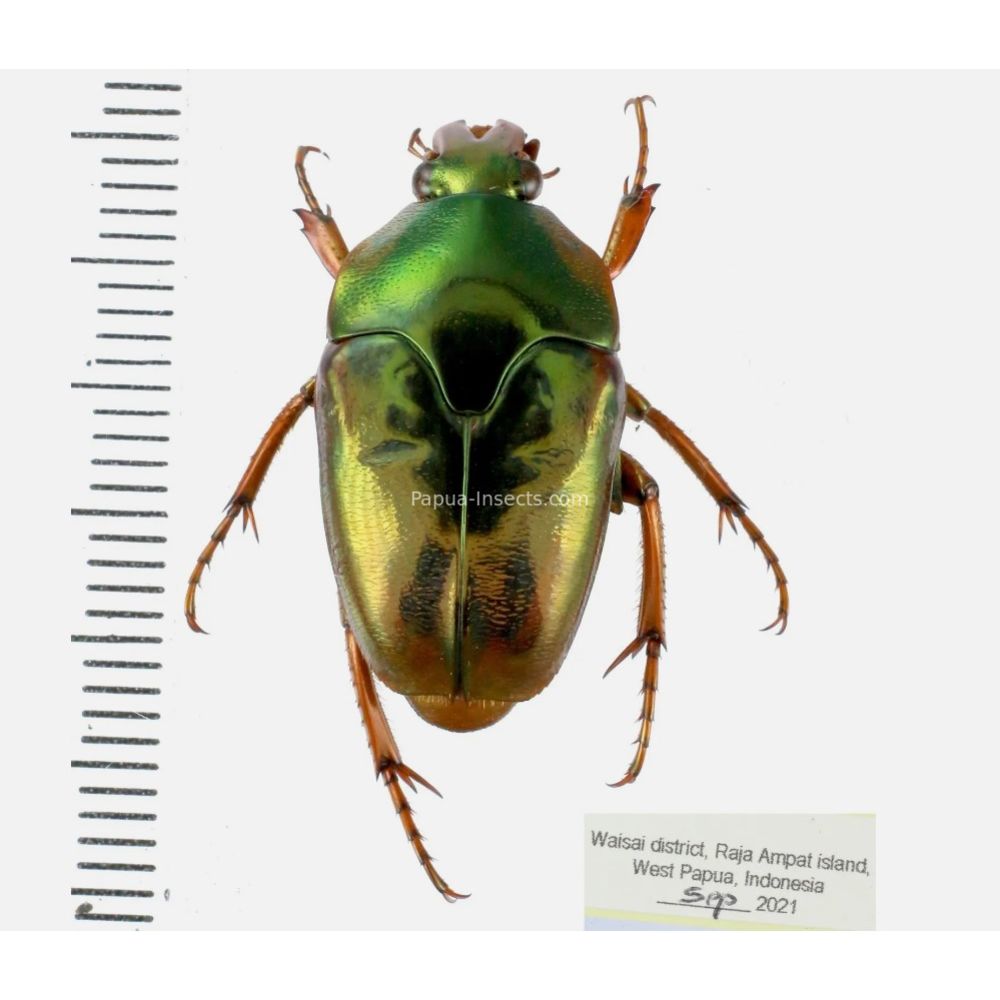 Lomaptera Ischiopsopha Cetoniinae from West Papua, Indonesia