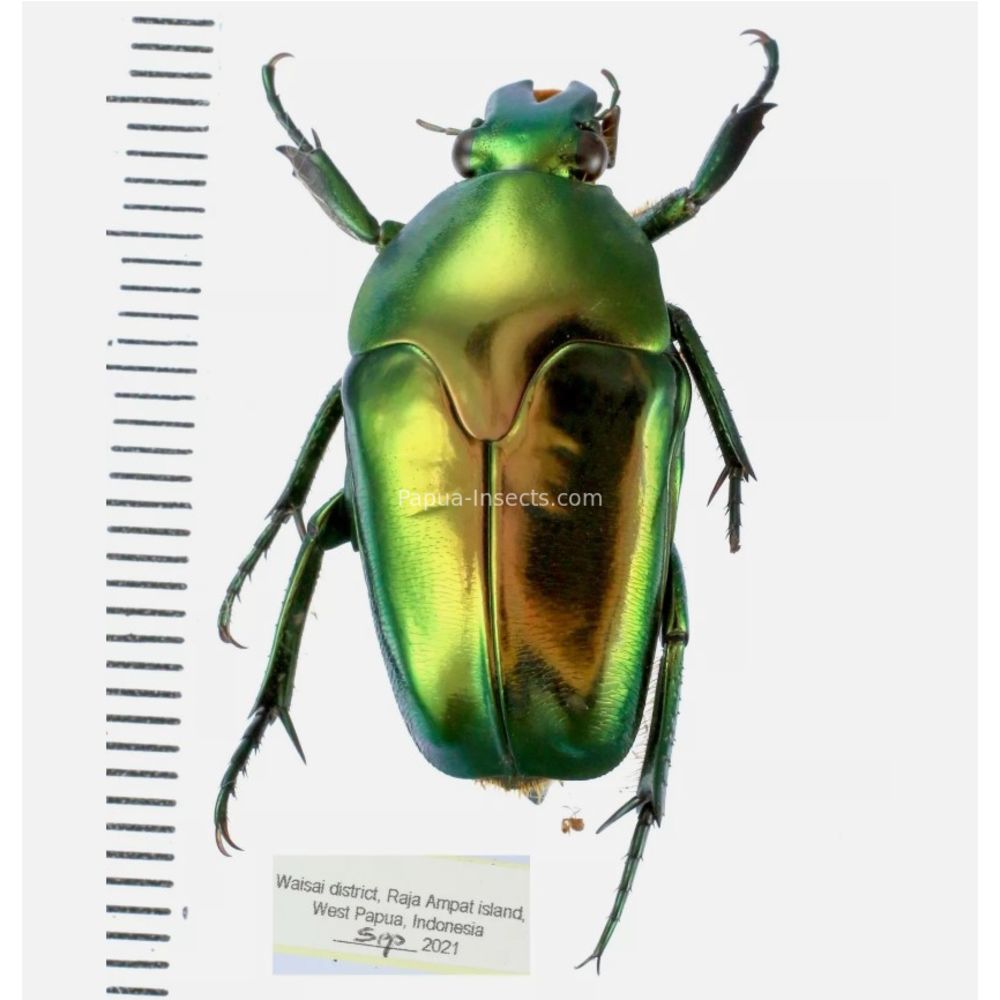Lomaptera Ischiopsopha Cetoniinae from West Papua, Indonesia