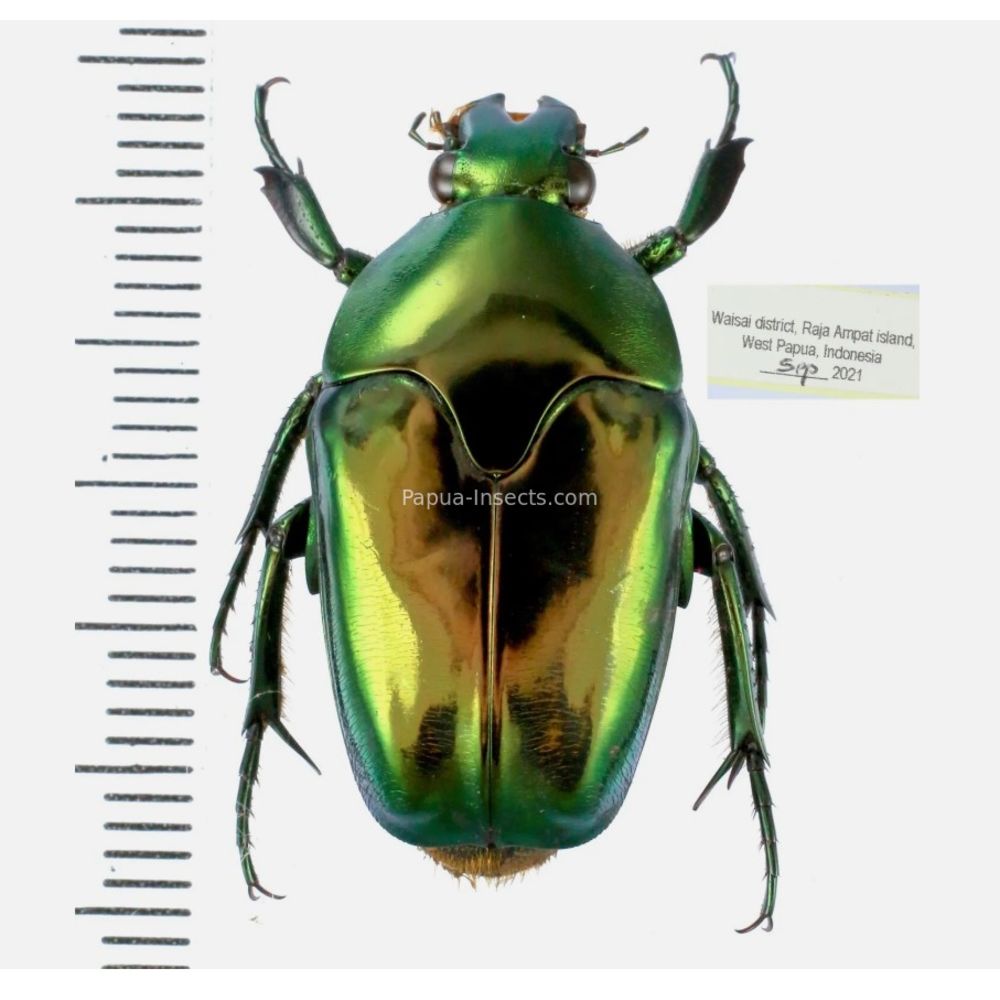 Lomaptera Ischiopsopha Cetoniinae from West Papua, Indonesia