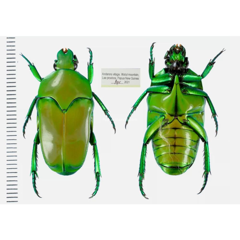 Lomaptera Ischiopsopha Cetoniinae from West Papua, Indonesia