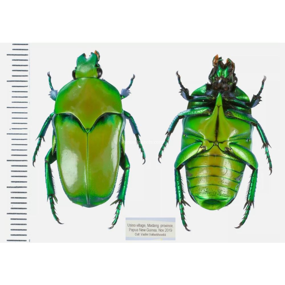 Lomaptera Ischiopsopha Cetoniinae from Papua New Guinea PNG