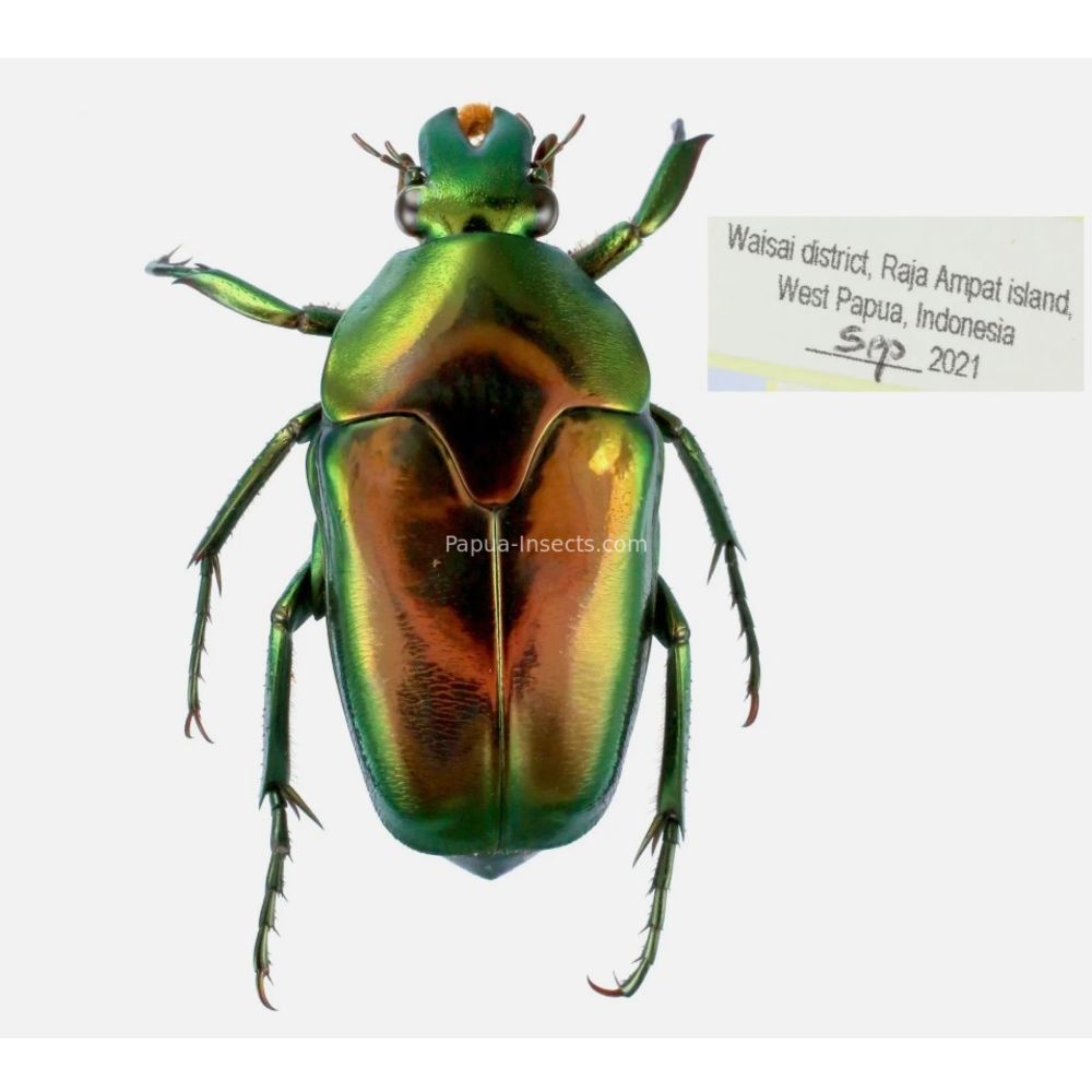 Lomaptera Ischiopsopha Cetoniinae from West Papua, Indonesia