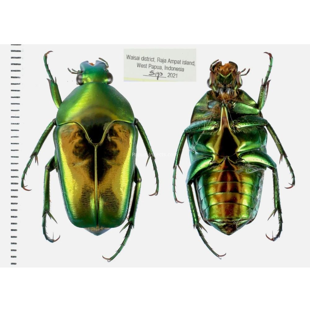 Lomaptera Ischiopsopha Cetoniinae from West Papua, Indonesia