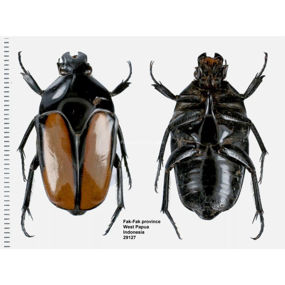 Lomaptera Ischiopsopha Cetoniinae from West Papua, Indonesia