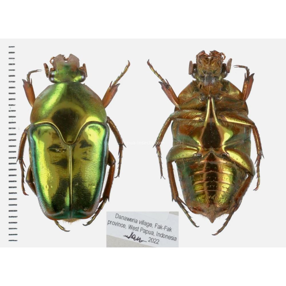 Lomaptera Ischiopsopha Cetoniinae from West Papua, Indonesia