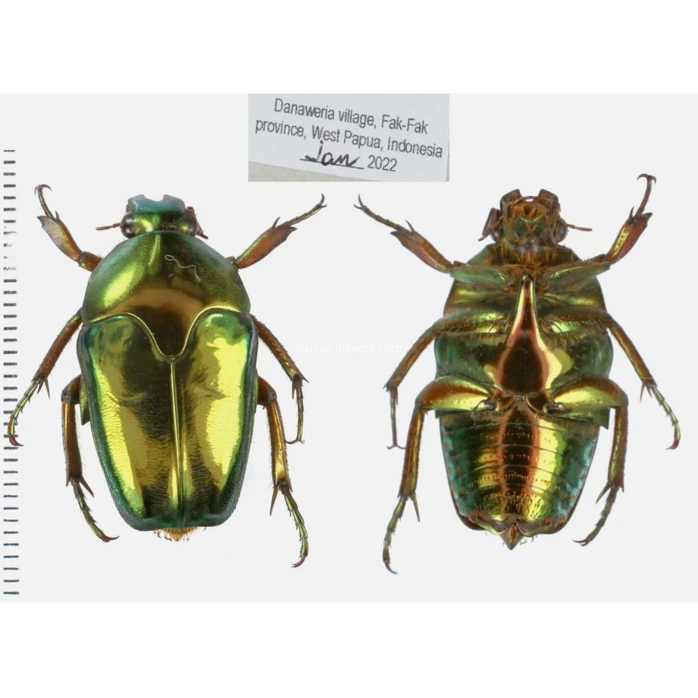 Lomaptera Ischiopsopha Cetoniinae from West Papua, Indonesia