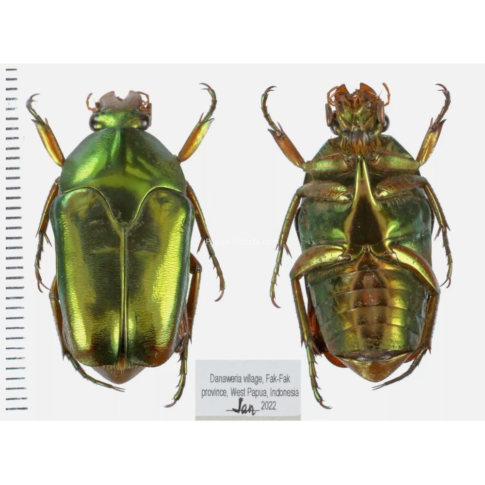 Lomaptera Ischiopsopha Cetoniinae from West Papua, Indonesia