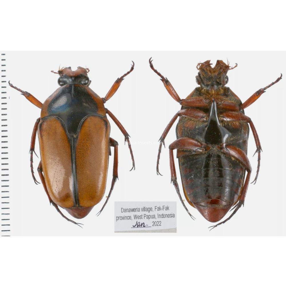 Lomaptera Ischiopsopha Cetoniinae from West Papua, Indonesia