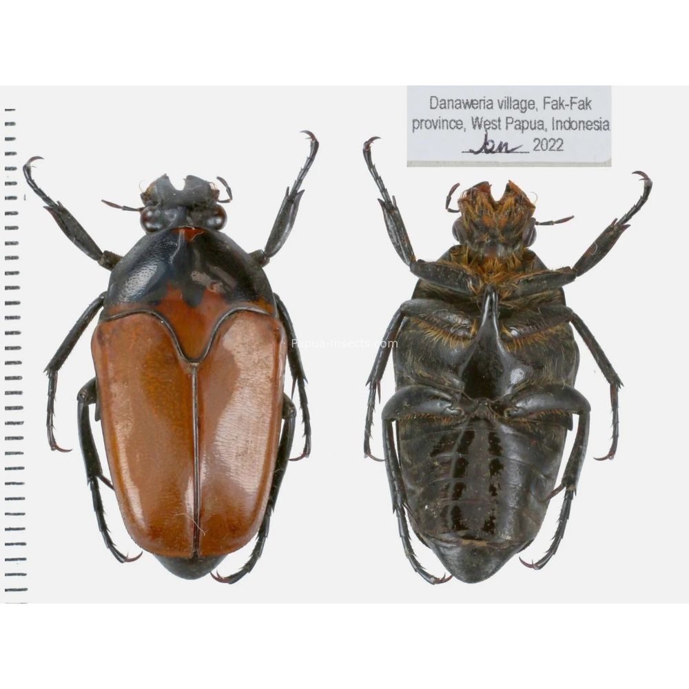 Lomaptera Ischiopsopha Cetoniinae from West Papua, Indonesia