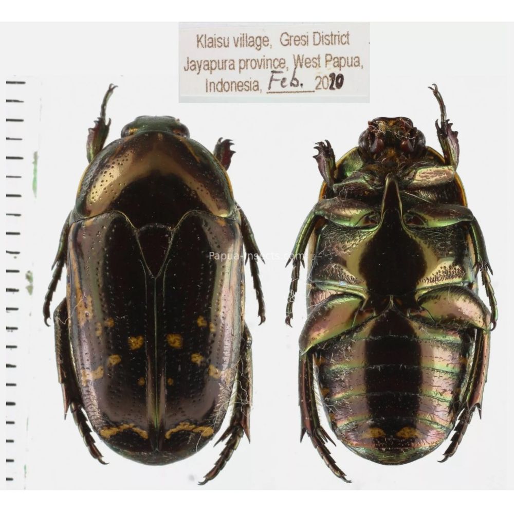 Lomaptera Ischiopsopha Cetoniinae from West Papua, Indonesia