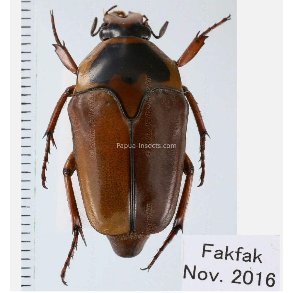 Lomaptera Ischiopsopha Cetoniinae from West Papua, Indonesia