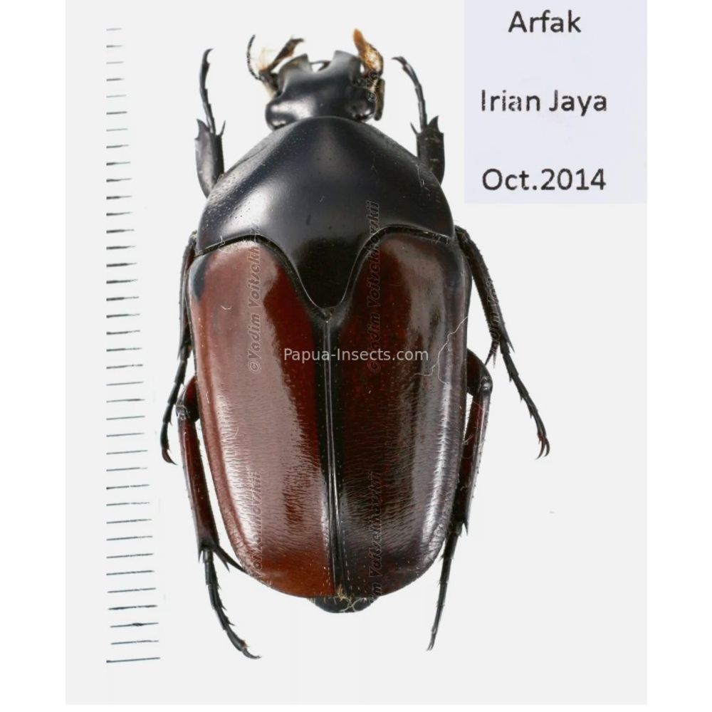 Lomaptera Ischiopsopha Cetoniinae from West Papua, Indonesia