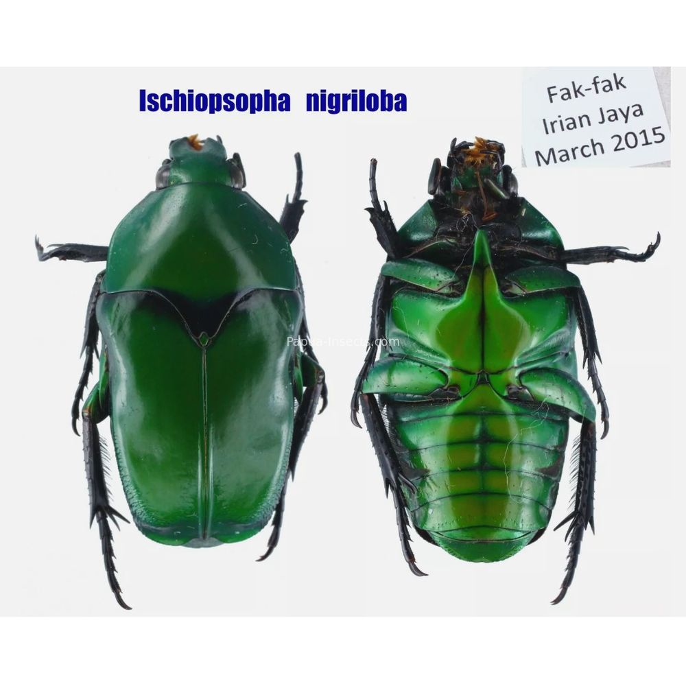 Lomaptera Ischiopsopha Cetoniinae from West Papua, Indonesia