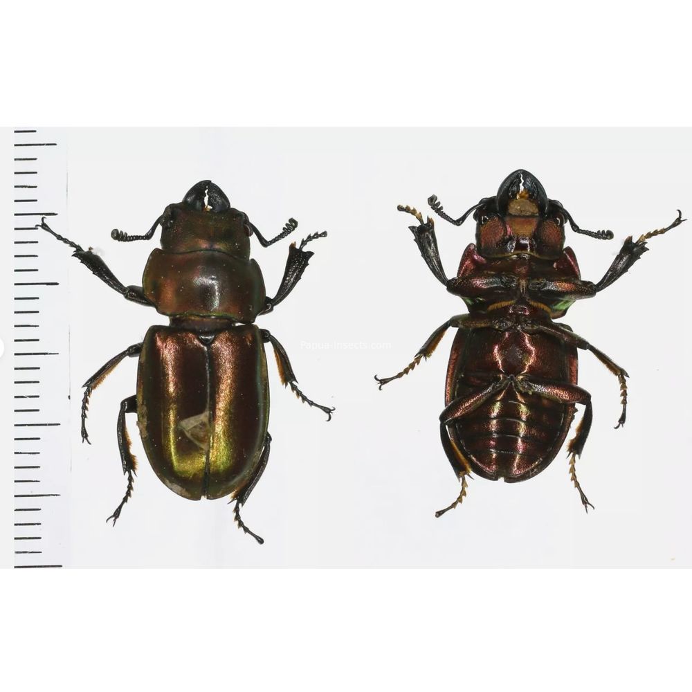 Odontolabis invitabilis - Lucanidae 23mm male from North Sumatra, Indonesia