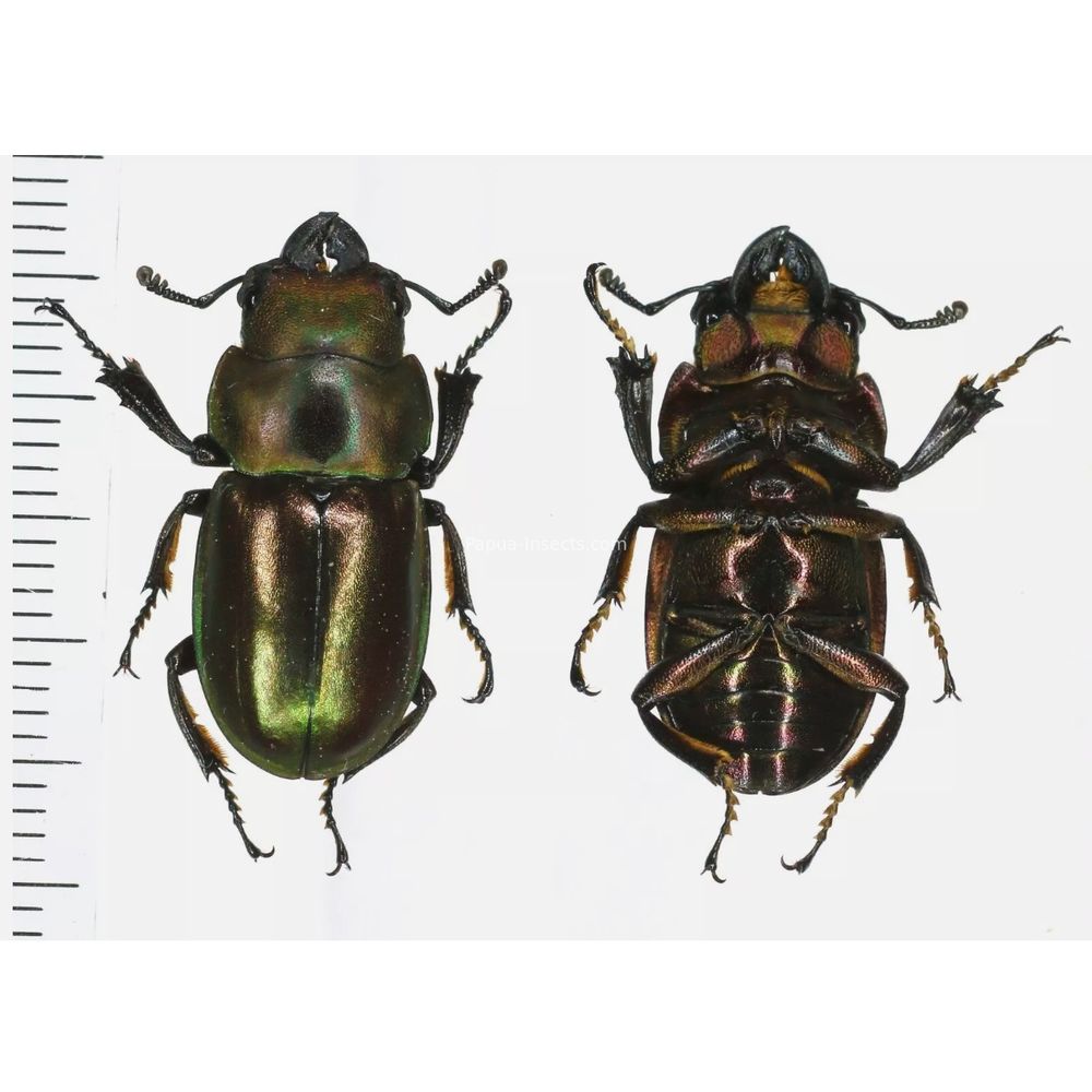 Odontolabis invitabilis - Lucanidae 24mm male from North Sumatra, Indonesia