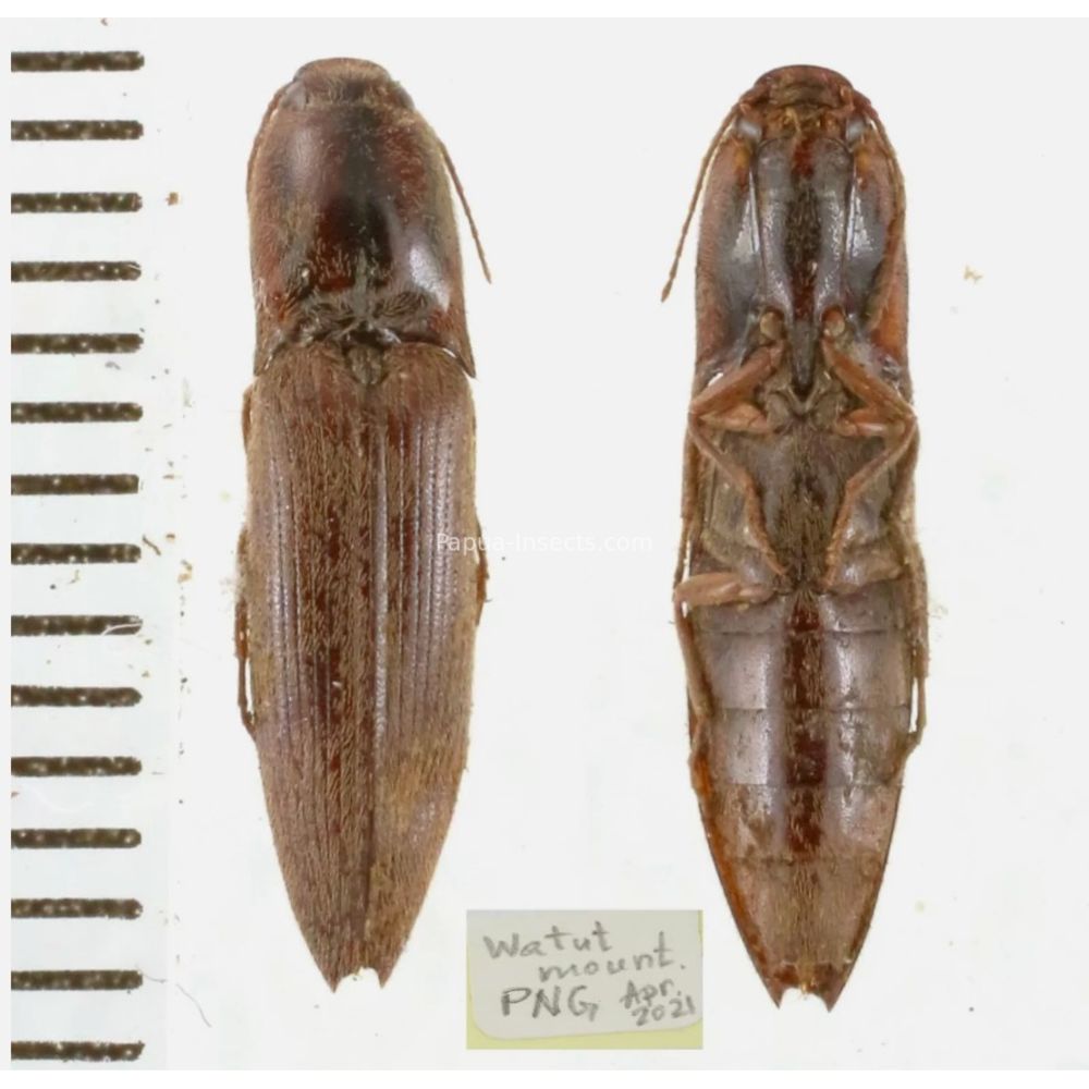 Elateridae different sp. from Papua New Guinea, PNG