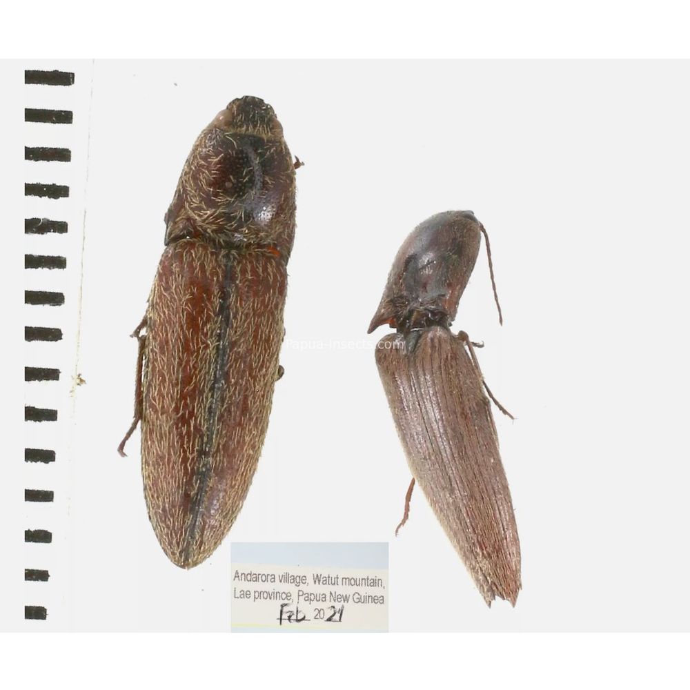 Elateridae different sp. from Papua New Guinea, PNG