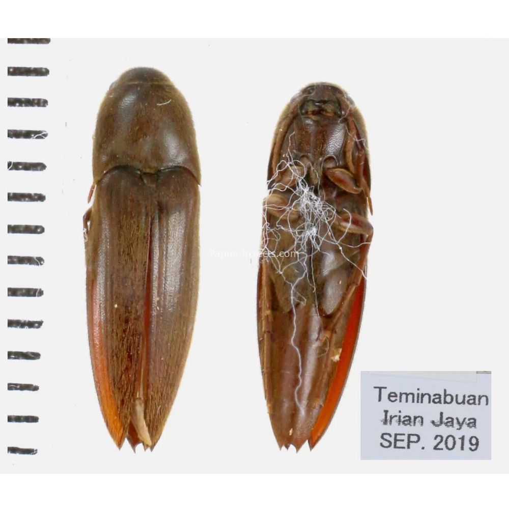 Elateridae different sp. from Papua New Guinea, PNG