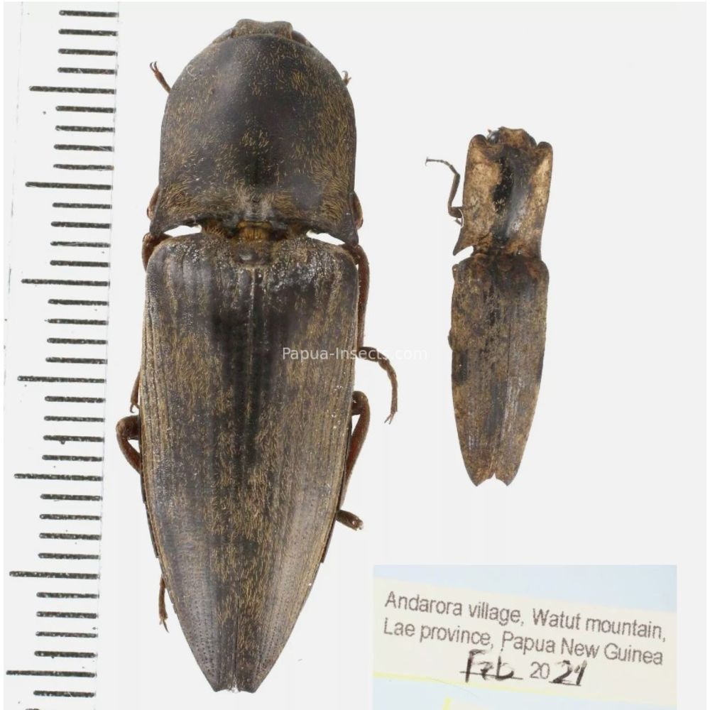 Elateridae different sp. from Papua New Guinea, PNG